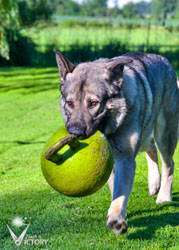 Beau with his green ball