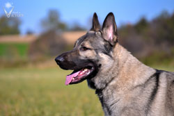 Beau's watching in the field