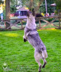 Beau chasing the birds