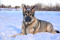 Beau laying in the snow