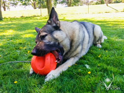 Beau and his orange ball