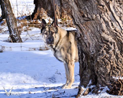 Beau peeking around the tree