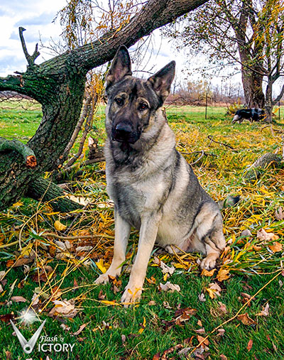 Beau Sitting