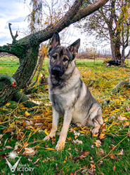 Beau sitting in the fall