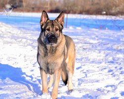 Beau standing in the snow