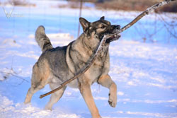 Beau showing off his stick