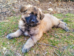 Belle at 8 Weeks