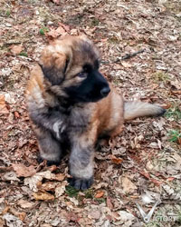 Belle at 5 weeks