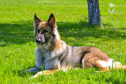 Belle laying in the grass