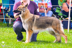 Belle in the show ring 2015