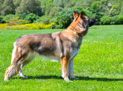 Belle standing in the grass