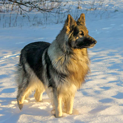 Kola