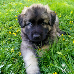 Charger at 6 weeks