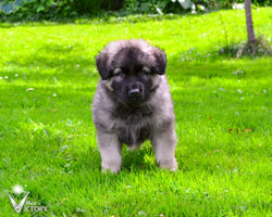 Charger at 7 weeks