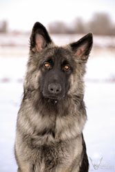 Charger's head shot at 8 months