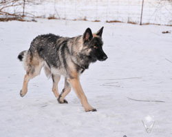 Charger showing his trot at 8 months