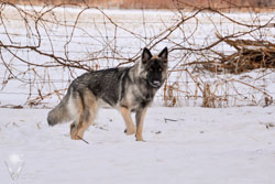 Charger looking wolfy at 8 months