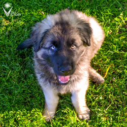 Charger smling at 9 weeks