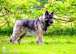 Charger standing in the grass
