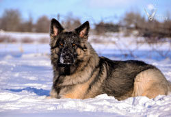 Charger relaxed in the snow