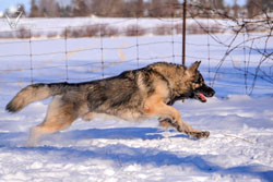 Charger's powerful run