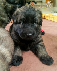 Petra at 6 weeks