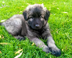Petra at 7 weeks