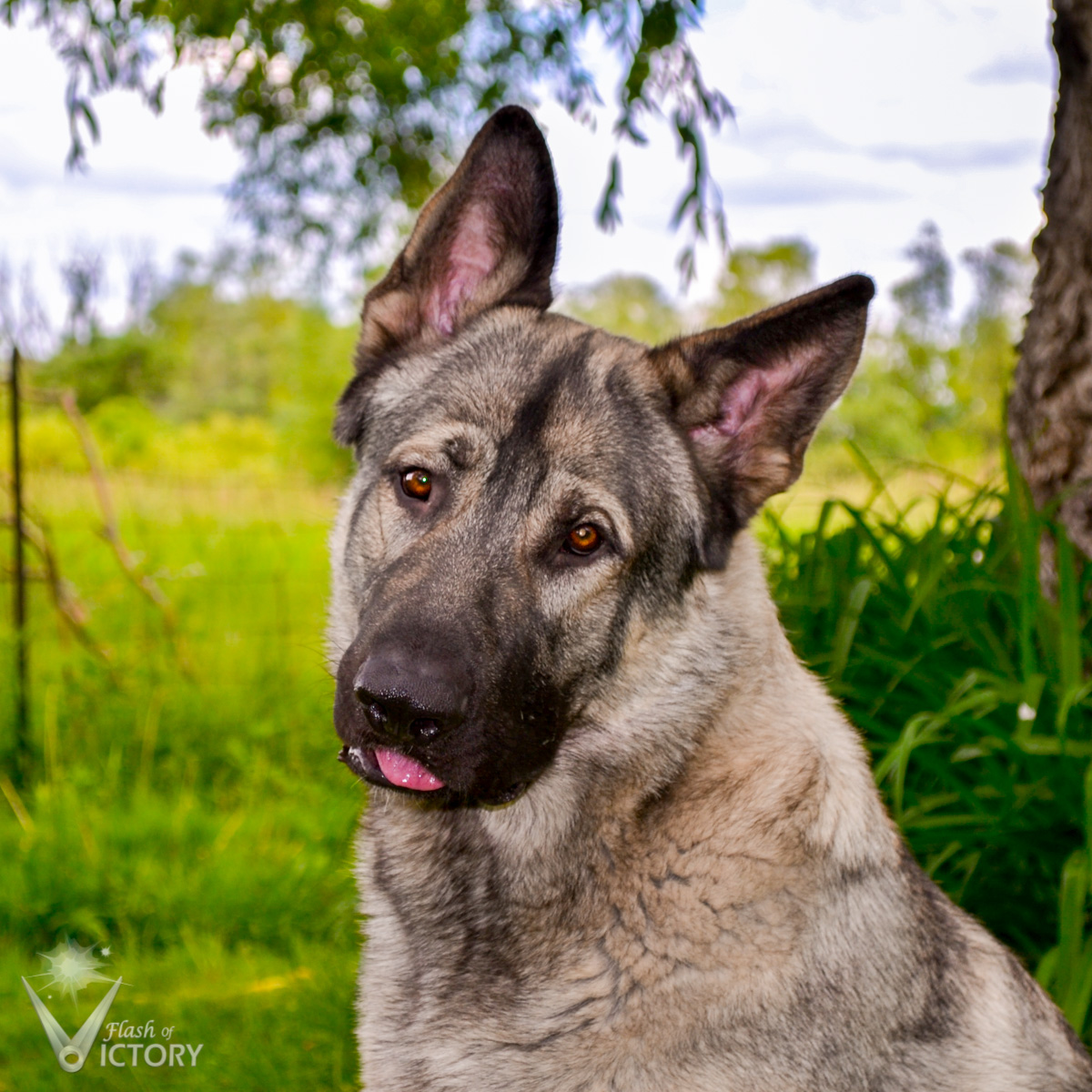 plush coat shiloh shepherd