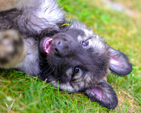 Baby Luna from the Hemi/Piston litter