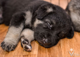 Baby Neo from the Hemi/Piston litter
