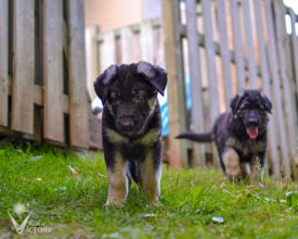 Baby Neo and Bree from the Hemi/Piston litter