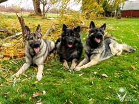 Beau, Piston and Charger