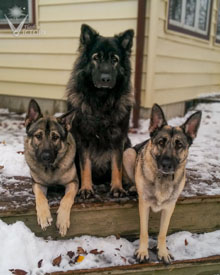 Beau with his parents - Piston and Hemi