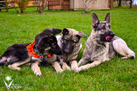 Hemi with Bree and Beau when they were young pups