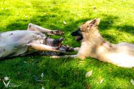 Hemi asking young Chassis to play