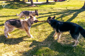 Chassis and Rivet working on 'branch management' with Hemi supervising