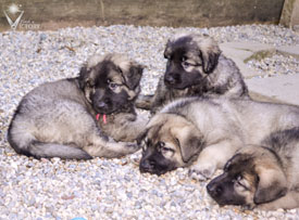 The 'greys' from the Hemi/Piston litter - Cuda, Luna, Beau, Noa