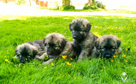 4 of the Hemi/Lomax pups relaxing in the grass