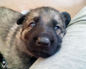 Sweet, smiling Hemi/Lomax pup