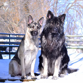 Hemi and Piston on a bright snowy day