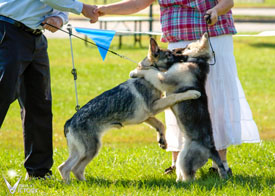 Hemi and Guido sharing a congrats wrestle while their handlers shake hands
