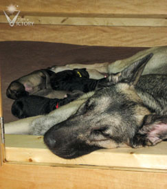 Hemi and her pups snoozing