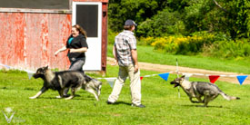 Hemi broke loose in the show ring and took herself for a lap following Piston