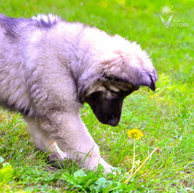 Baby Luna checking out the dandilion