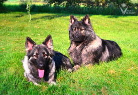 Piston and his daughter Luna in the grass