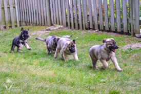 The Hemi/Piston pups out for a run