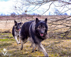Piston being chased by his daughter Bree
