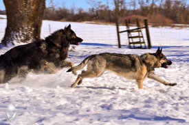 Hemi and Piston running in the snow