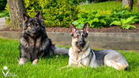 Hemi and Piston from our 'Dogs in Canada' photo