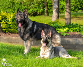 Piston and Hemi from their Dogs in Canada ad
